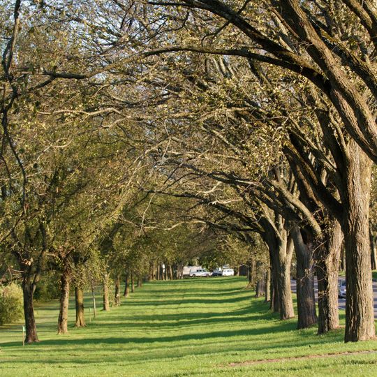 Washington Road Elm Allée