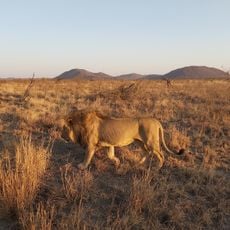 Madikwe Game Reserve