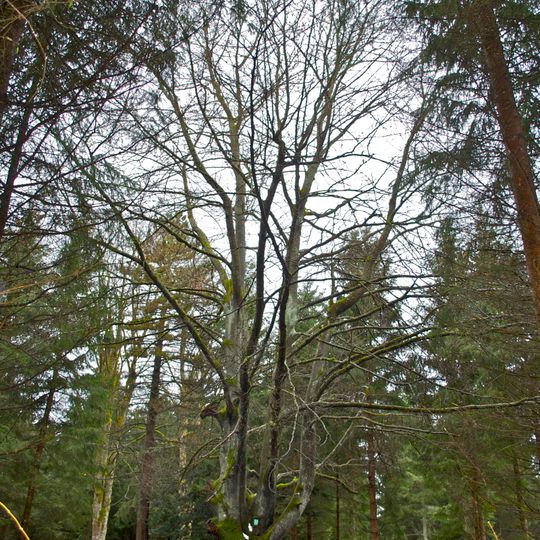 Blutbuche in Stifting