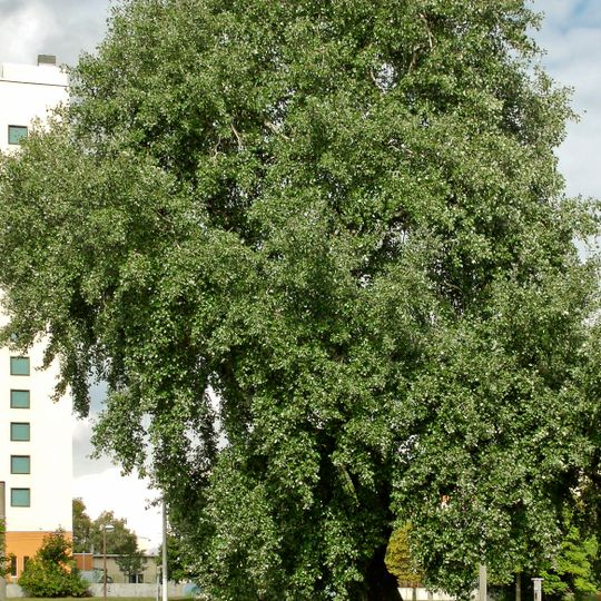 Naturdenkmal Pappel-Graupappel , 2017 gefällt Thiemstraße /Ecke H.-Löns-Straße in Spremberger Vorstadt
