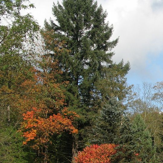 Wäberova douglaska v Kopci