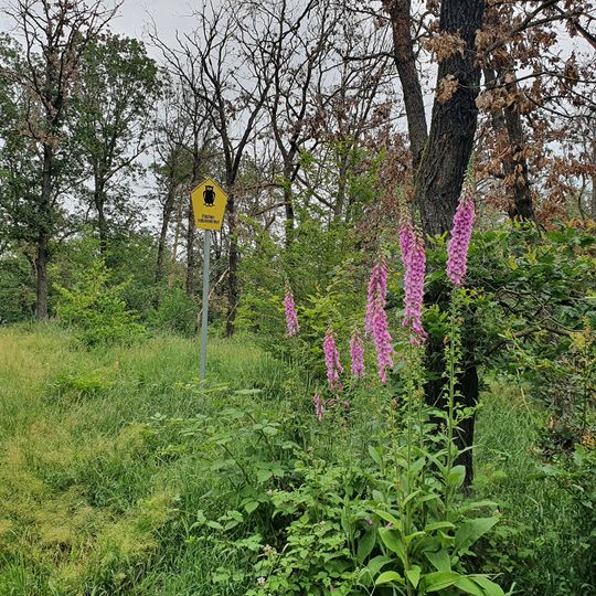 Bockberg im Klosterholz