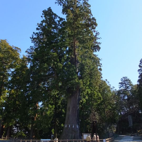 Great Cedar of Kiyosumi