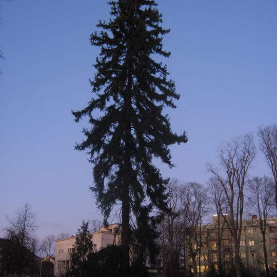 Independence Spruce