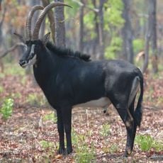 Cangandala National Park