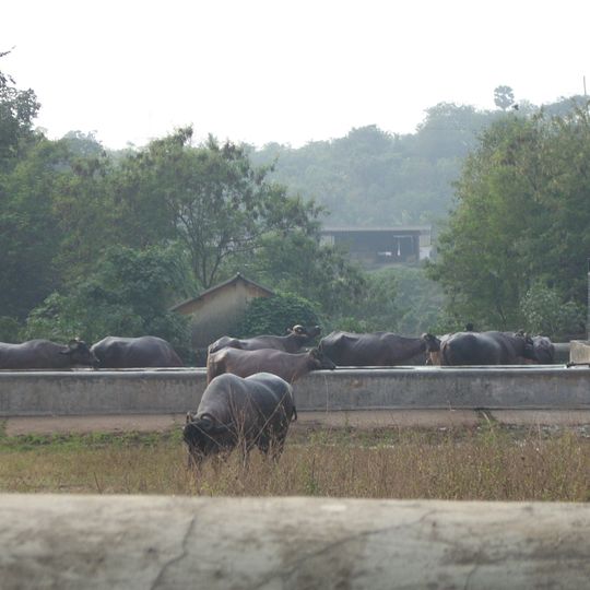 Aarey Milk Colony