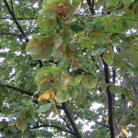 Village arboretum de Vernet-les-Bains