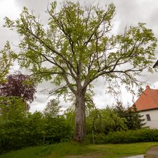 Rot Buche Oberschöna
