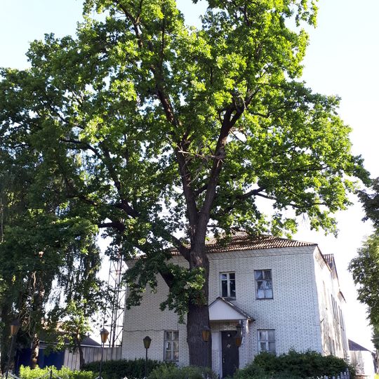 Гетьманський дуб