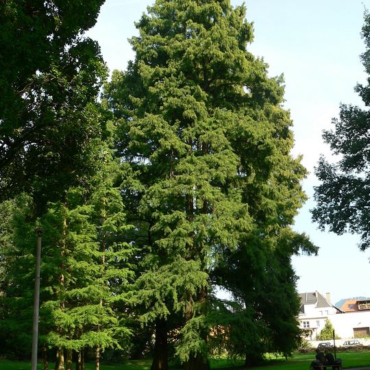 Tisovce na Mariánské louce