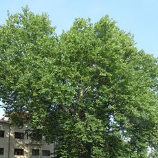 Platan u Radimského mlýna