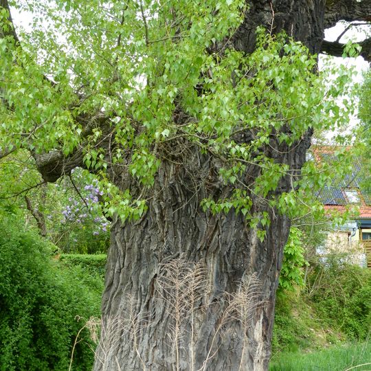 Schwarz-Pappel am Lockwitzbach