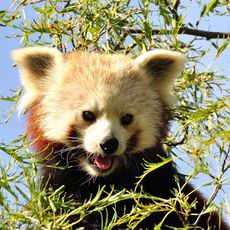 Shepreth Wildlife Park