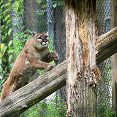 Binghamton Zoo at Ross Park