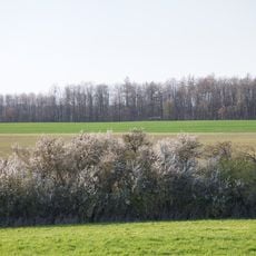 Hecke Saubrunnen / Trieb