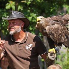 Falconry Herrmann