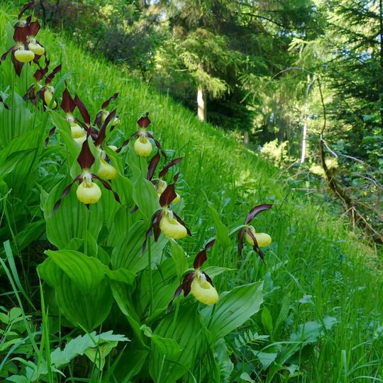 Burgberg, Heinsener Klippen, Rühler Schweiz
