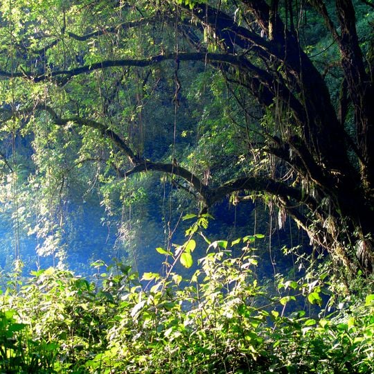 Parc national du Mont Elgon