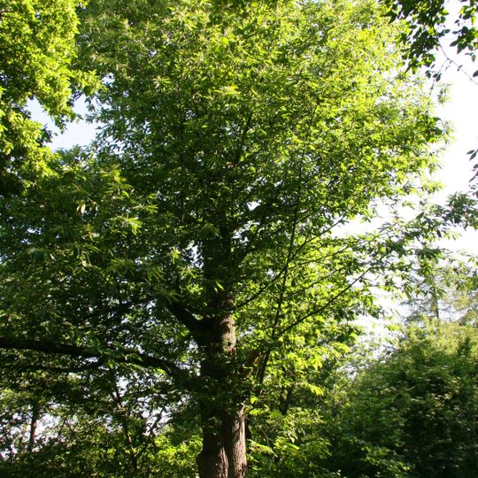 Eßkastanie Blütenweg