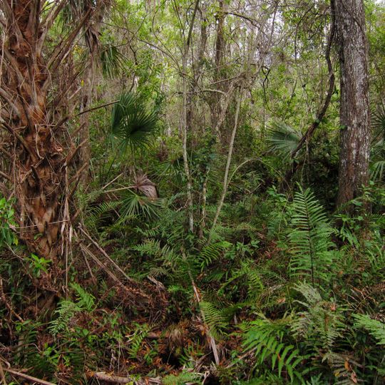 Parc d'État Fakahatchee Strand Preserve