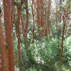 Parco nazionale di Los Arrayanes