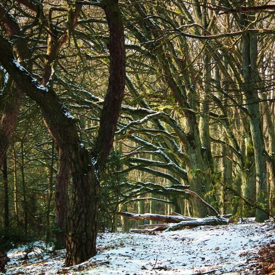 Nature reserve Złota Góra