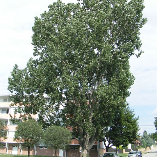 Topol kanadský na Šromově