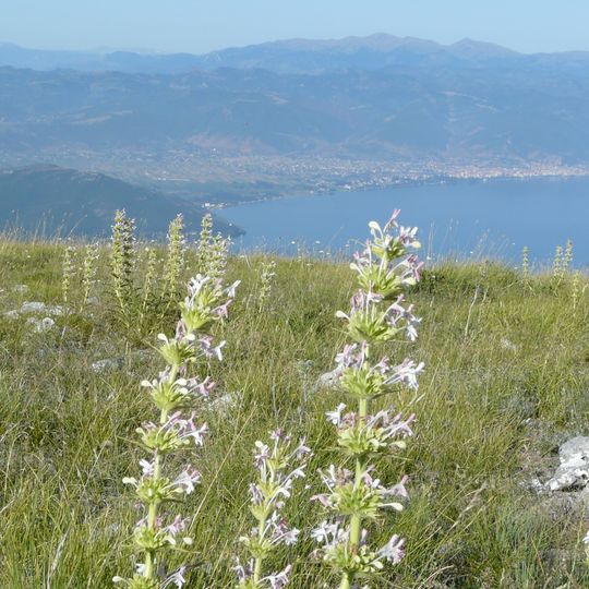 Bashkia e Pogradecit