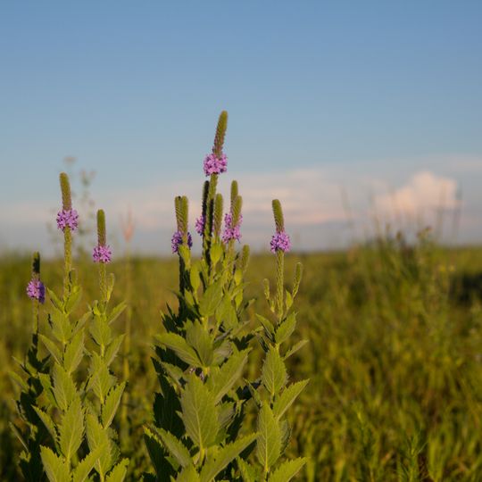 Glacial Ridge National Wildlife Refuge