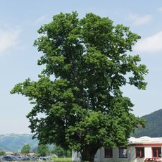 Linde in der Gemeinde Molln