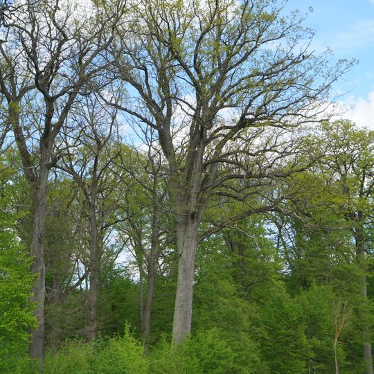 Starke Eiche Obere Elsenhalde