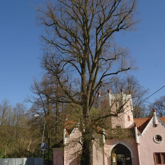 Lípa u Domašínské zámecké brány