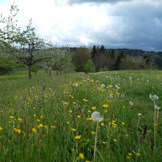 Drumlin Im Hasenbühl und Gegez