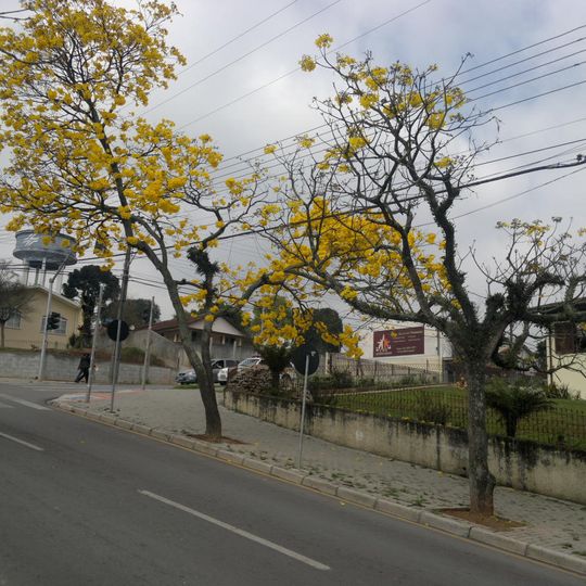 Araucária
