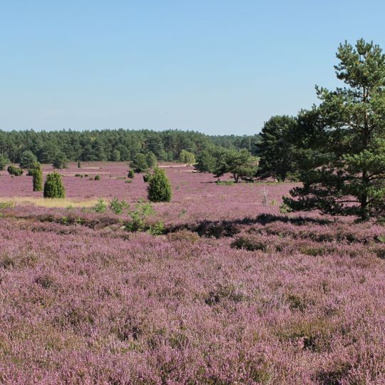 Heiden und Magerrasen in der Südheide