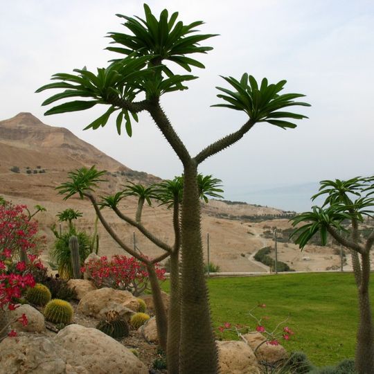 Jardín Botánico Ein Gedi