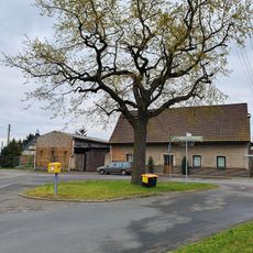 Quercus robur on the village square Gerbisdorf