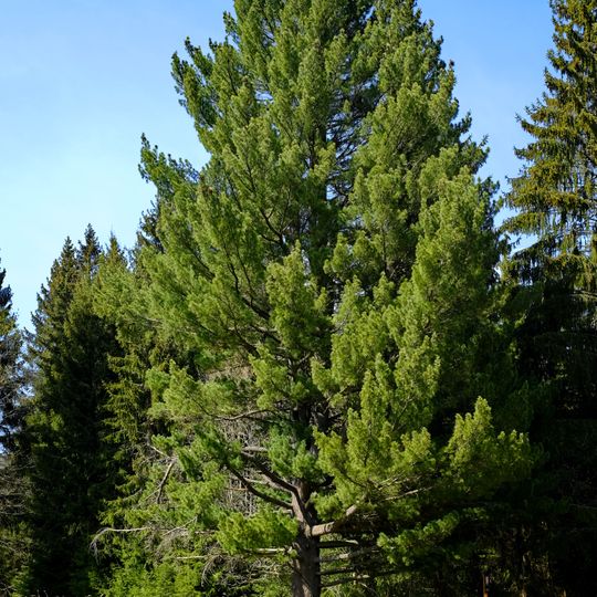 Borovice rumelská na Slatině