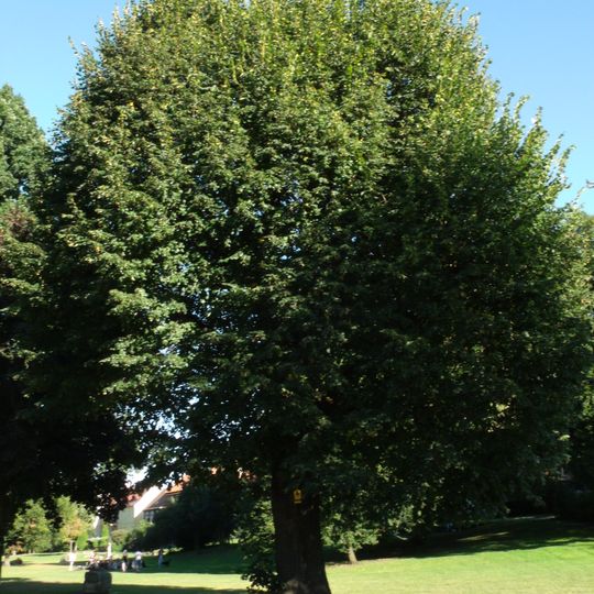 Naturdenkmal Napoleonlinde Cottbus-Mitte