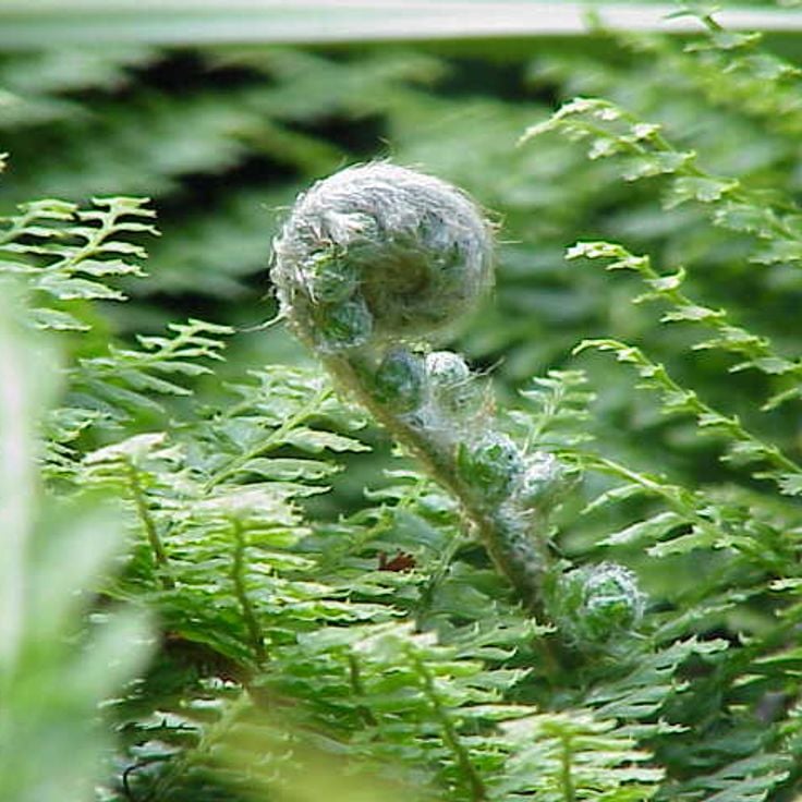 Zahamena nationalpark