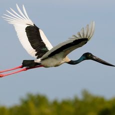 Curtis Island National Park
