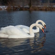 Marianivskyi Nature Reserve
