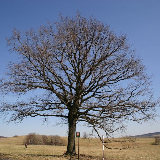 Dub u Kocourovy cesty