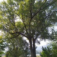 Veteran trees in Calolziocorte