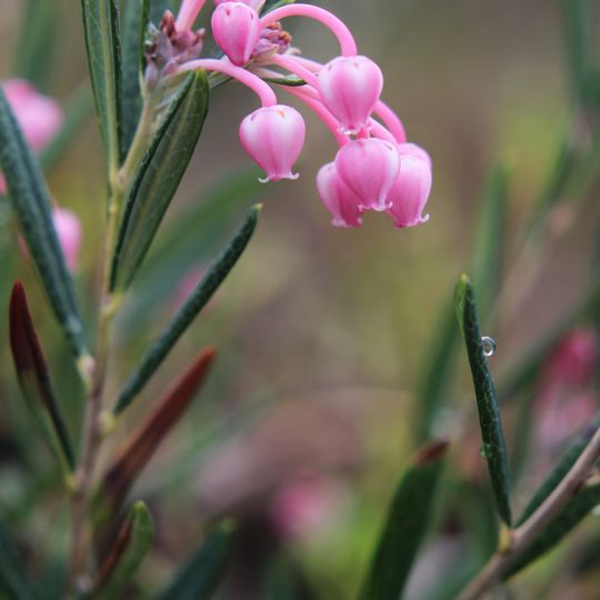 Andromeda Natural Monument