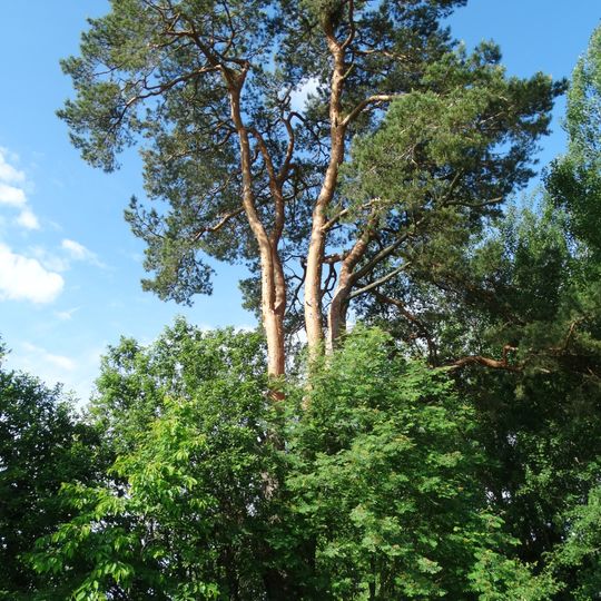 Visbarai pine