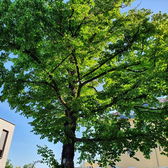 Corylus colurna next to hospital Wurzen