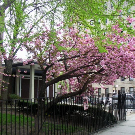 Synagoga Mount Sinai w Nowym Jorku