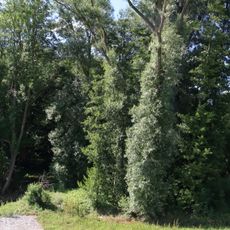 Feuchtgebiet "Bustadt"