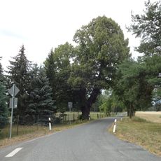 Naturdenkmal Sommerlinde